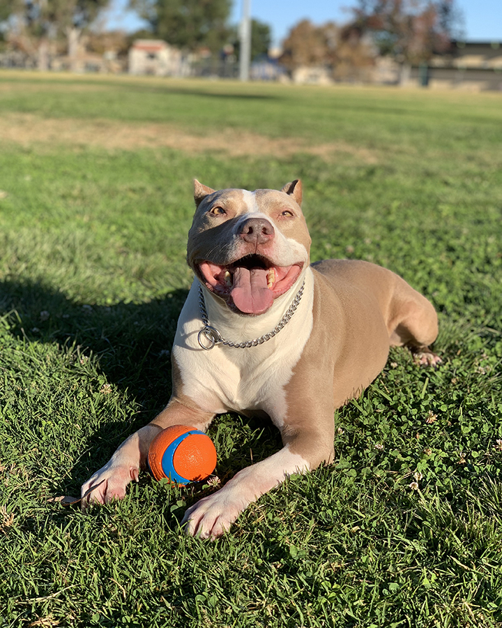 Fabis-Top-Dogs-Capone-aka-The-Piggy-best-dog-training-in-San-Diego-where-boundaries-equal-freedom