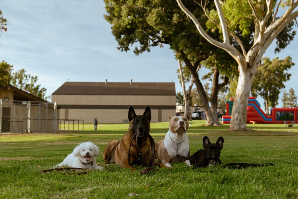 Fabis-Top-Dogs-the-pack-on-break-best-dog-training-in-San-Diego-where-boundaries-equal-freedom