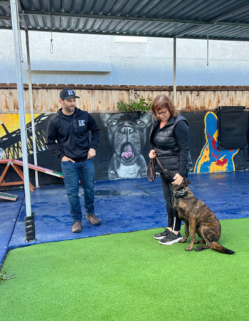 photo of basic obedience dog training in san diego