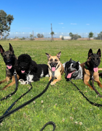 photo of dogs at the park for board after training in san diego