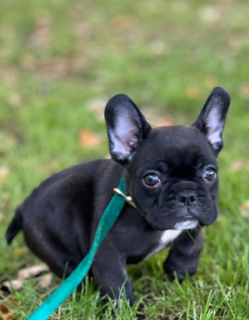 photo of puppy in the puppy training consultation in san diego